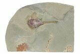 Xiphosurida Arthropod - Horseshoe Crab Ancestor #235788-1